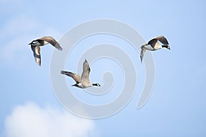 Group of Canada geese in flight in South Windsor, Connecticut