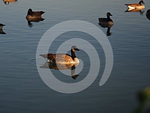 Group of Canada geese floating on a calm pond