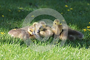 A group of Canada Geese Goslings cuddle together