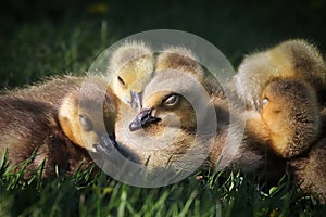 A group of Canada Geese Goslings sleep in a bunch