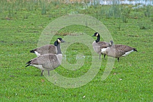 group of canada geese in a meadow
