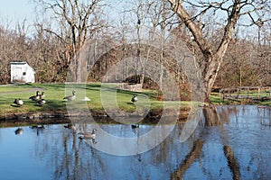 Group of Canada geese in the park on the green riverbank. Branta canadensis.