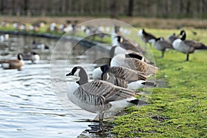 A Group of Canada Geese Standing at the side of a Lake.