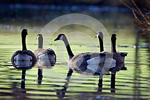 Group of Canada geese swim through green reflection on  calm pond