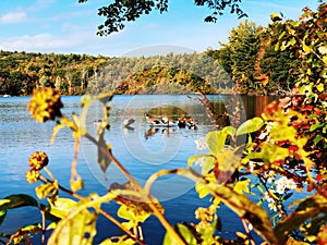 A group of canada geese swimming on the lake