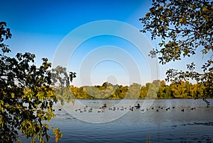 Group of Canada geese swimming in the lake