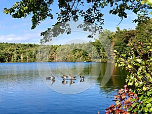 A group of canada geese swimming on the lake