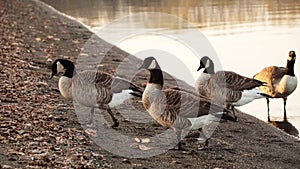 A group of Canada goose walking by the lake