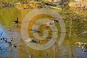 Group of Canadian Geese on Pandapas Pond