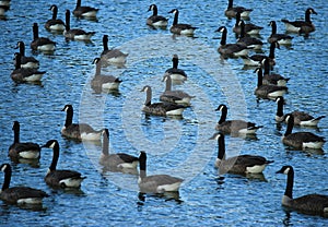 Group of Canadian Geese