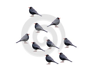 A group of canaries birds on a white background