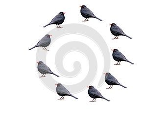 A group of canaries birds on a white background photo