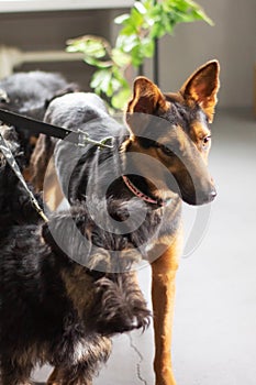 Group of Canidae standing together on a leash, sharing the leash