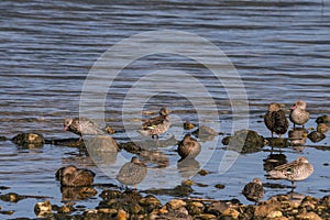 Group of Cape Teal ducks with pink beaks