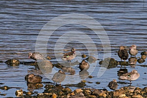 Group of Cape Teal ducks with pink beaks photo