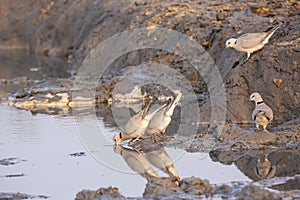 Group of Cape Turtle Doves