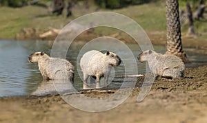 Group of Capybaras on a river bank