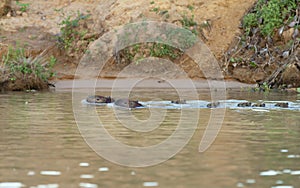 Group of Capybaras swimming in the river photo