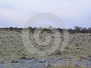 Group of caracals. Etosha National Park Namibia Africa