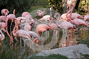 Group of caribbean flamingos in the zoo of Madrid