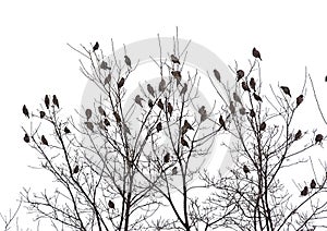 Group of Caridnals sitting on the branches of a bare tree, isolated on white