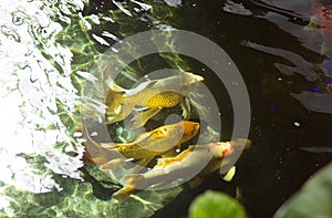 A group of carp in the pool