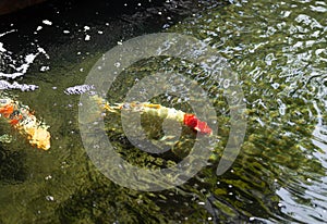 A group of carp in the pool