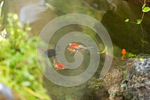 A group of carp in the pool