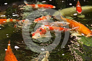 A group of carp in the pool