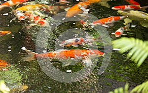 A group of carp in the pool