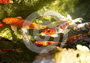 A group of carp in the pool