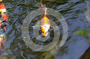 A group of carp in the pool
