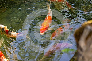 A group of carp in the pool