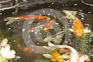 A group of carp in the pool