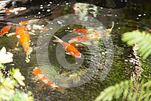 A group of carp in the pool