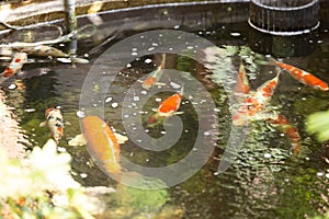 A group of carp in the pool