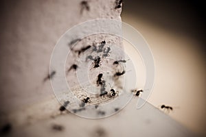 Group of carpenter ants on the wall
