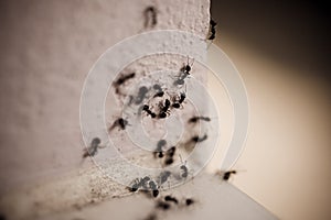 Grupo de carpintero hormigas sobre el muro 