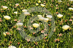 Group of Carpobrotus edulis