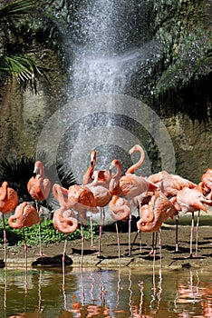 Group of Carribean flamingos