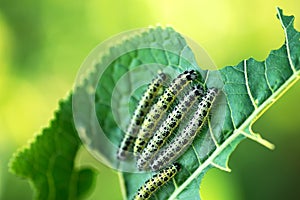 Group of caterpillars eats leaves of young horseradish