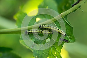 Group of caterpillars eats leaves of young horseradish