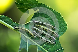 Group of caterpillars eats leaves of young horseradish