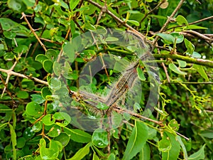 The Group Of Caterpillars On Green Tree Leaf. Caterpillar Babies Colony On Green Leaves. Poisonous hairs are dangerous for human