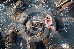 Group of catfish