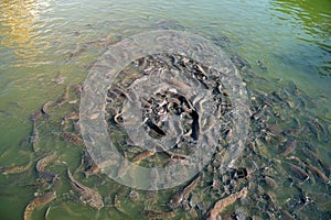 Group of catfish in the Emerald Pool photo