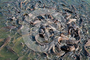 Group of catfish in the Emerald Pool photo