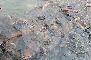 Group of Catfish in Thailand