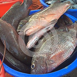 Group Catfishes is a very tasty fish in blue plastic basin on mortar street in rural market of Thailand.