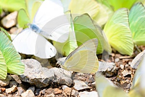 Group of Catopsilia pomona, the common emigrant or lemon emigrant in Thailand. Green butterfly